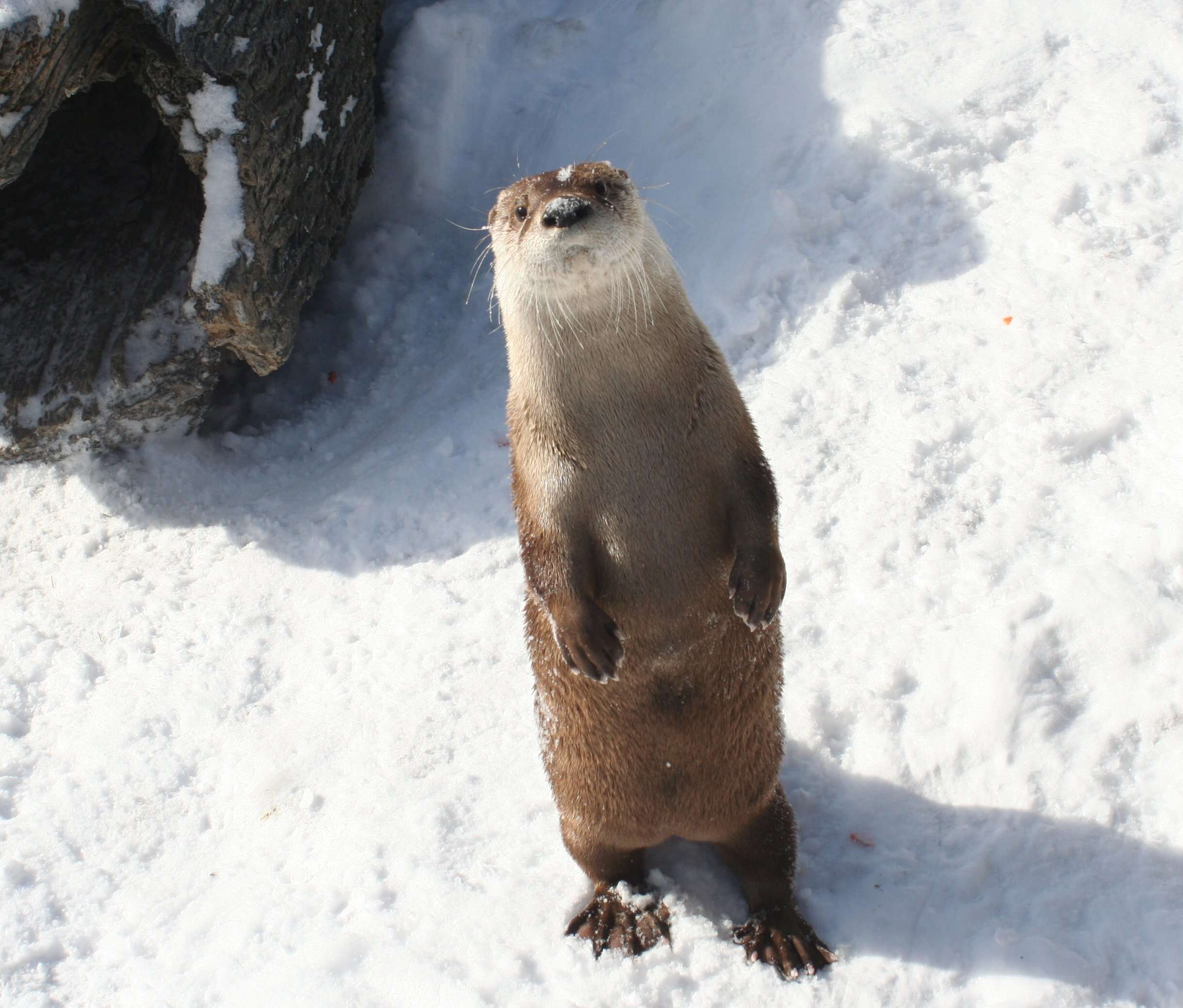 Image of Otter sp.