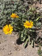 Image of alpine yellow fleabane