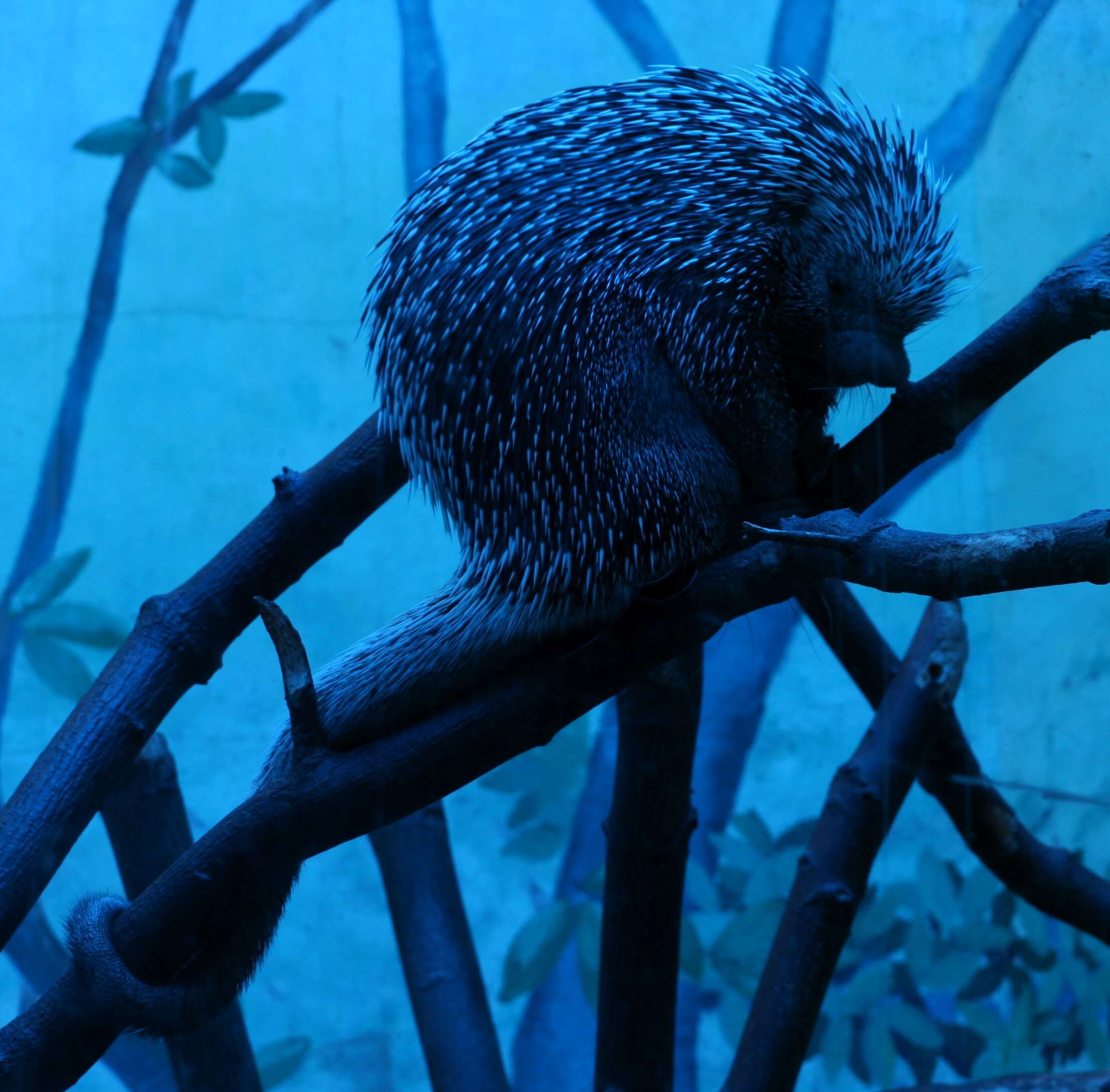 Image of Brazilian Porcupine