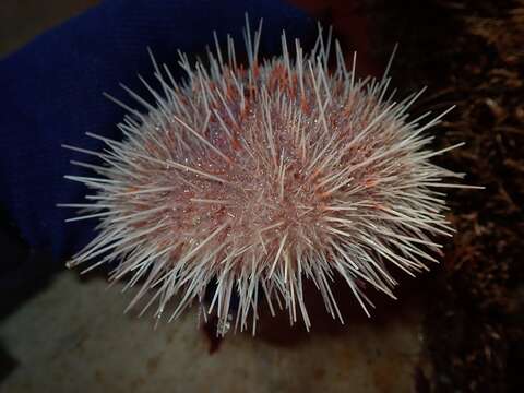 Image of fragile sea urchin