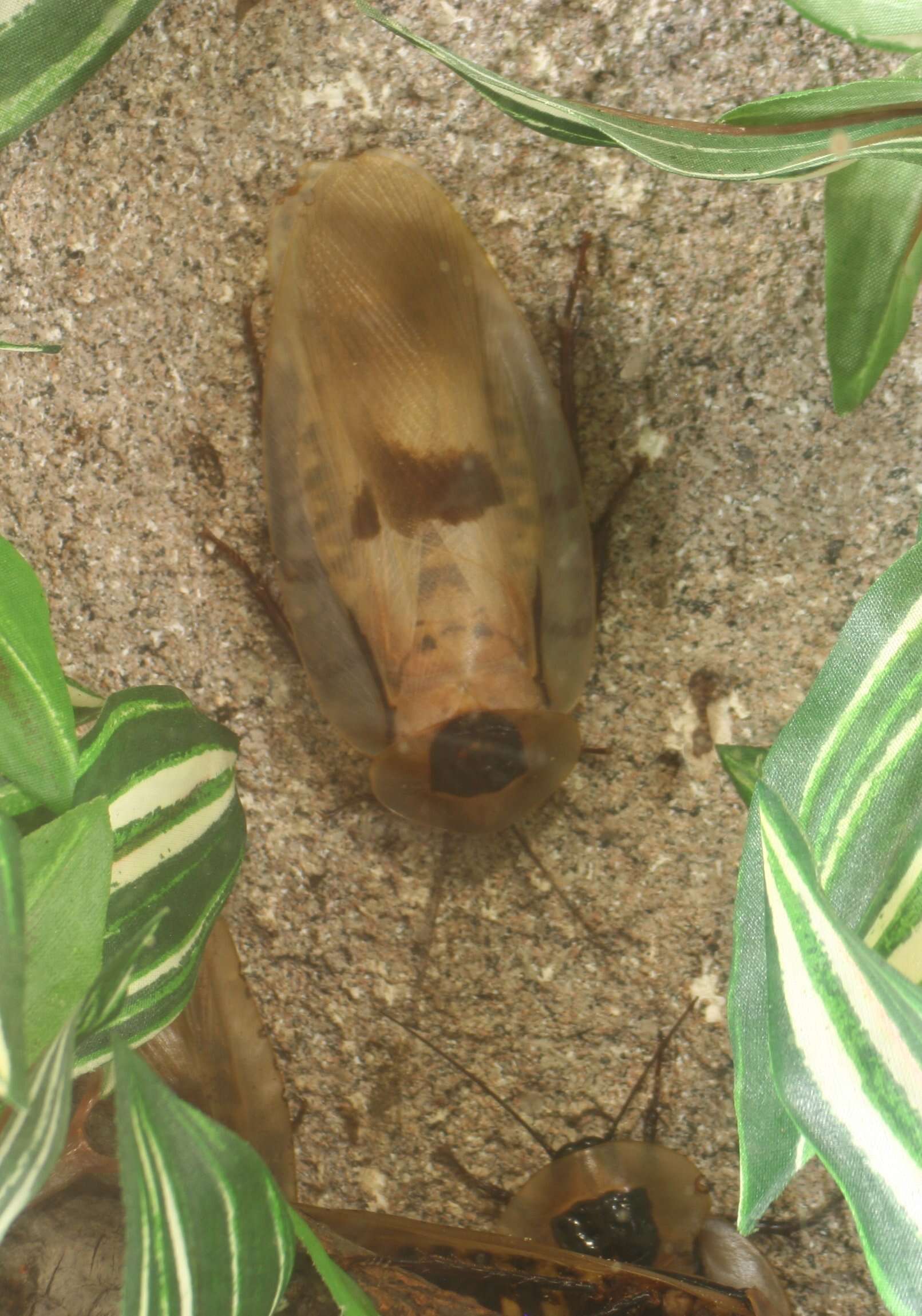 Image of Caribbean Giant Cockroach