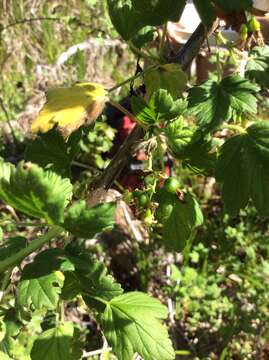 Image of straggly gooseberry