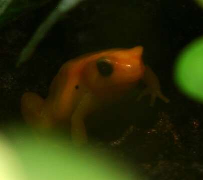 Image of Ginger Tree Frog