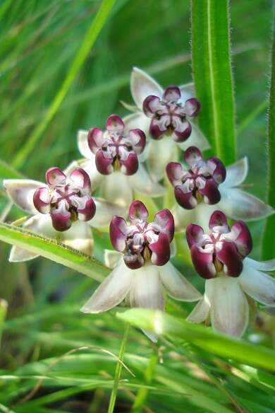 Image of Asclepias crassinervis N. E. Br.