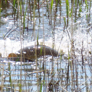 Image of Cyprinus carpio Linnaeus 1758