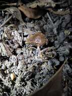 Image of Two-spaded Narrowmouth Toad