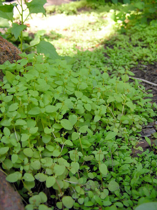 Plancia ëd Mimulus