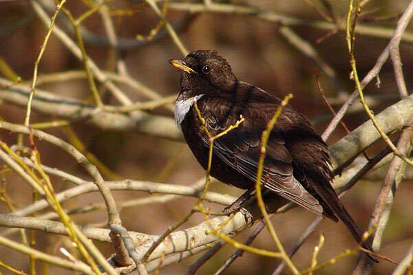 Image of Ring Ouzel