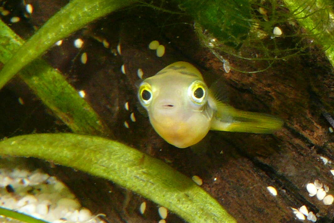 Image of Dwarf Indian Puffer