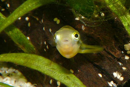 Image of Dwarf Indian Puffer