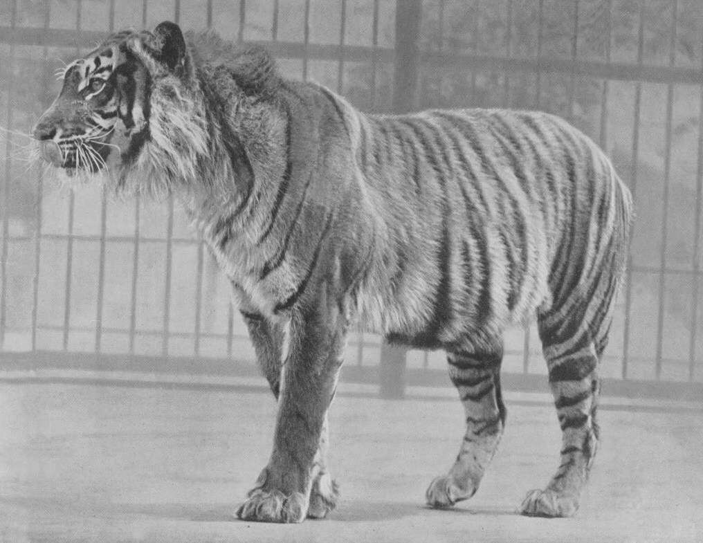 Image of Javan Tiger