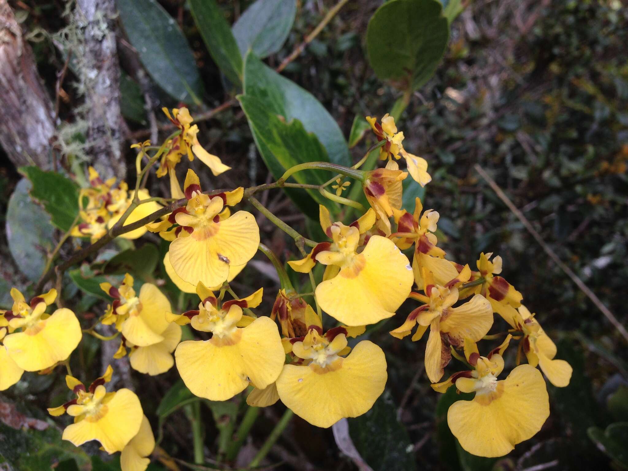 Image of Oncidium cultratum Lindl.