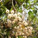 Image of Cordia dentata Poir.