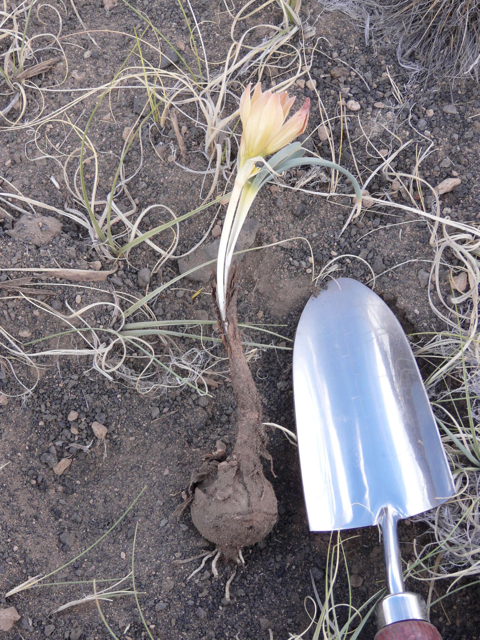 Image of Zephyranthes gilliesiana