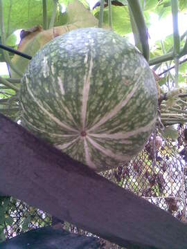 Image of figleaf gourd