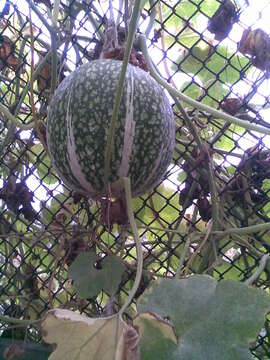 Image of figleaf gourd