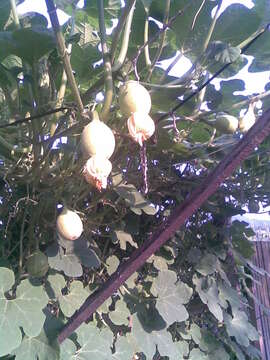 Image of figleaf gourd