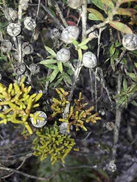 Image of Mistletoes