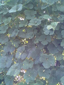 Image of figleaf gourd