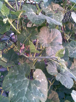 Image of figleaf gourd