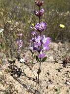 Image de Collinsia bartsiifolia var. davidsonii (Parish) Newsom