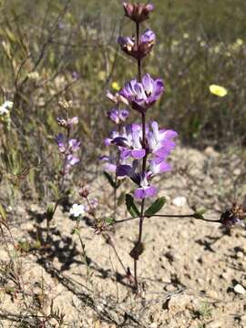 Image of Davidson's blue eyed Mary