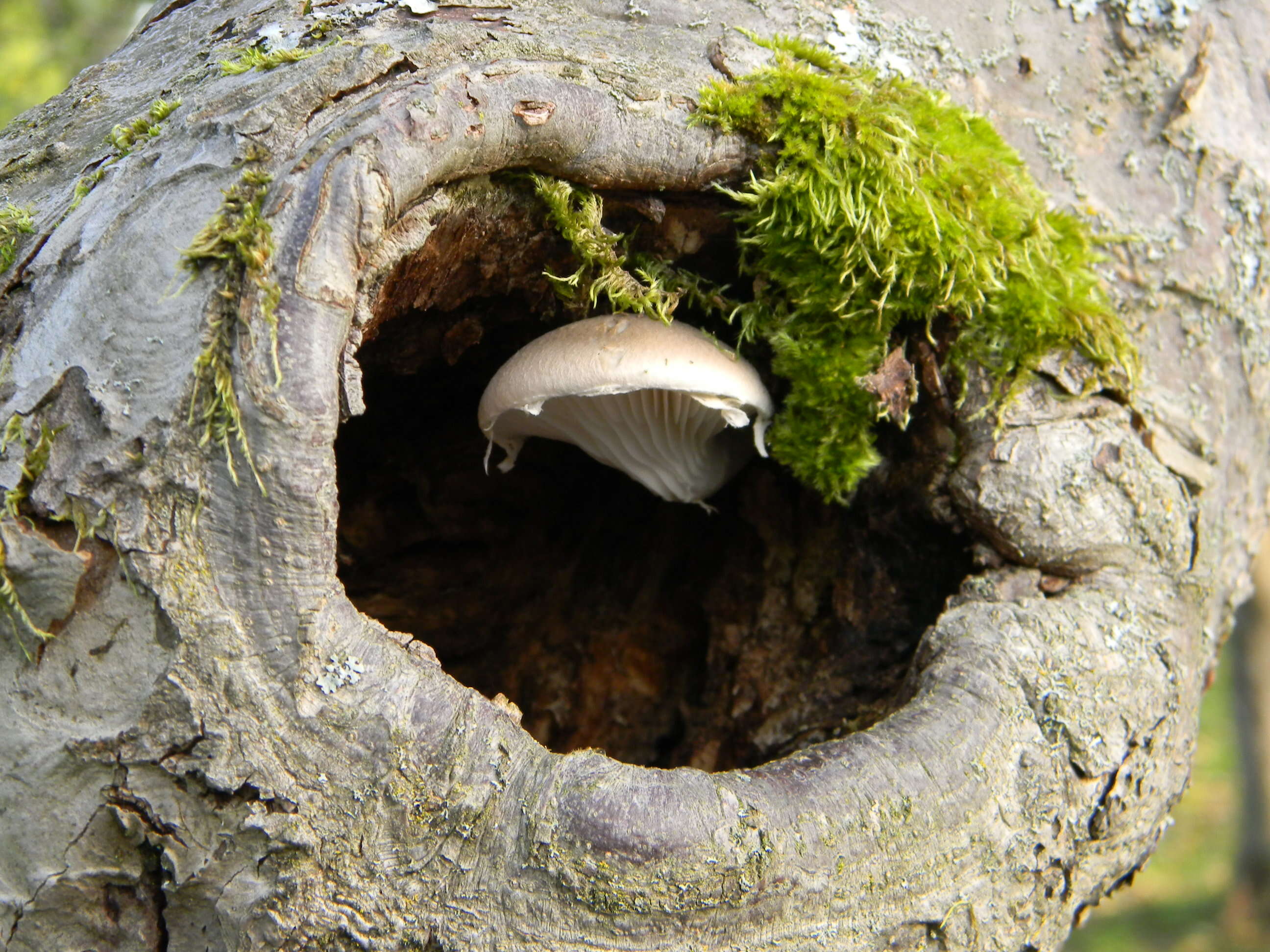 Image of Pleurotus dryinus (Pers.) P. Kumm. 1871