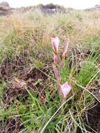 Plancia ëd Hesperantha schelpeana Hilliard & B. L. Burtt