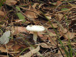 Image de Amanita farinacea (Sacc.) Cleland & Cheel 1914