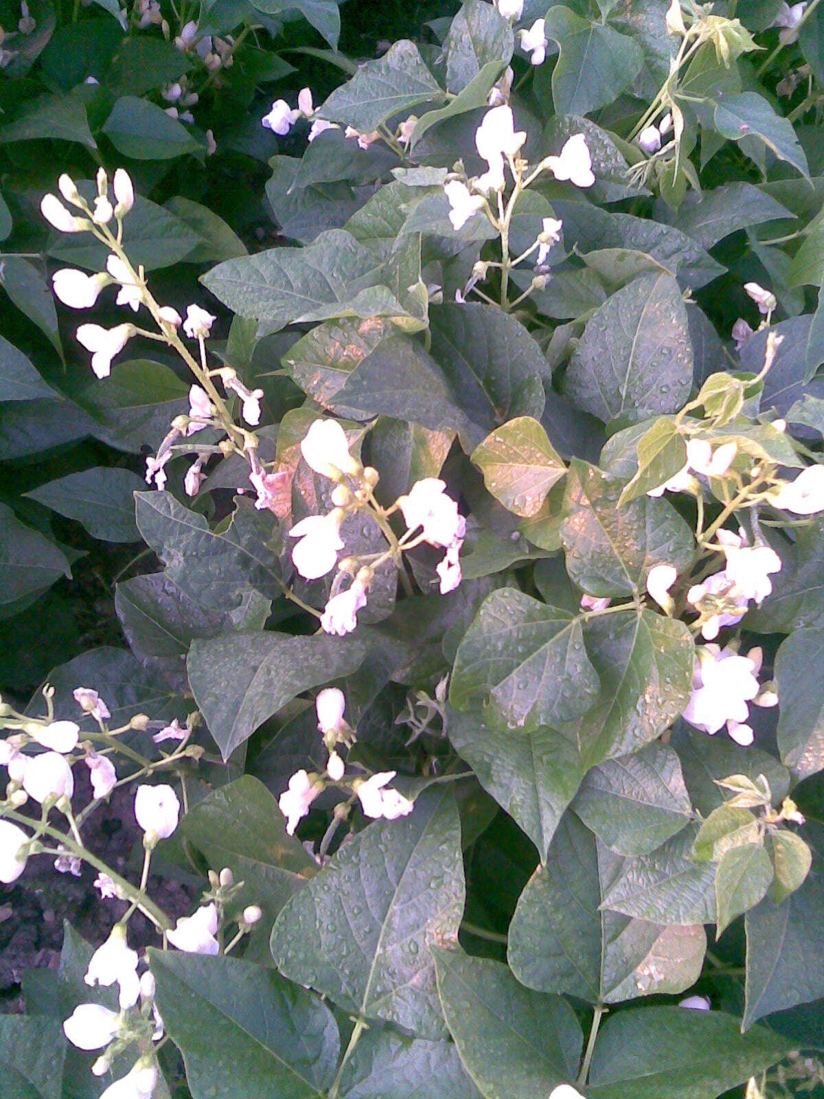 Image of kidney bean