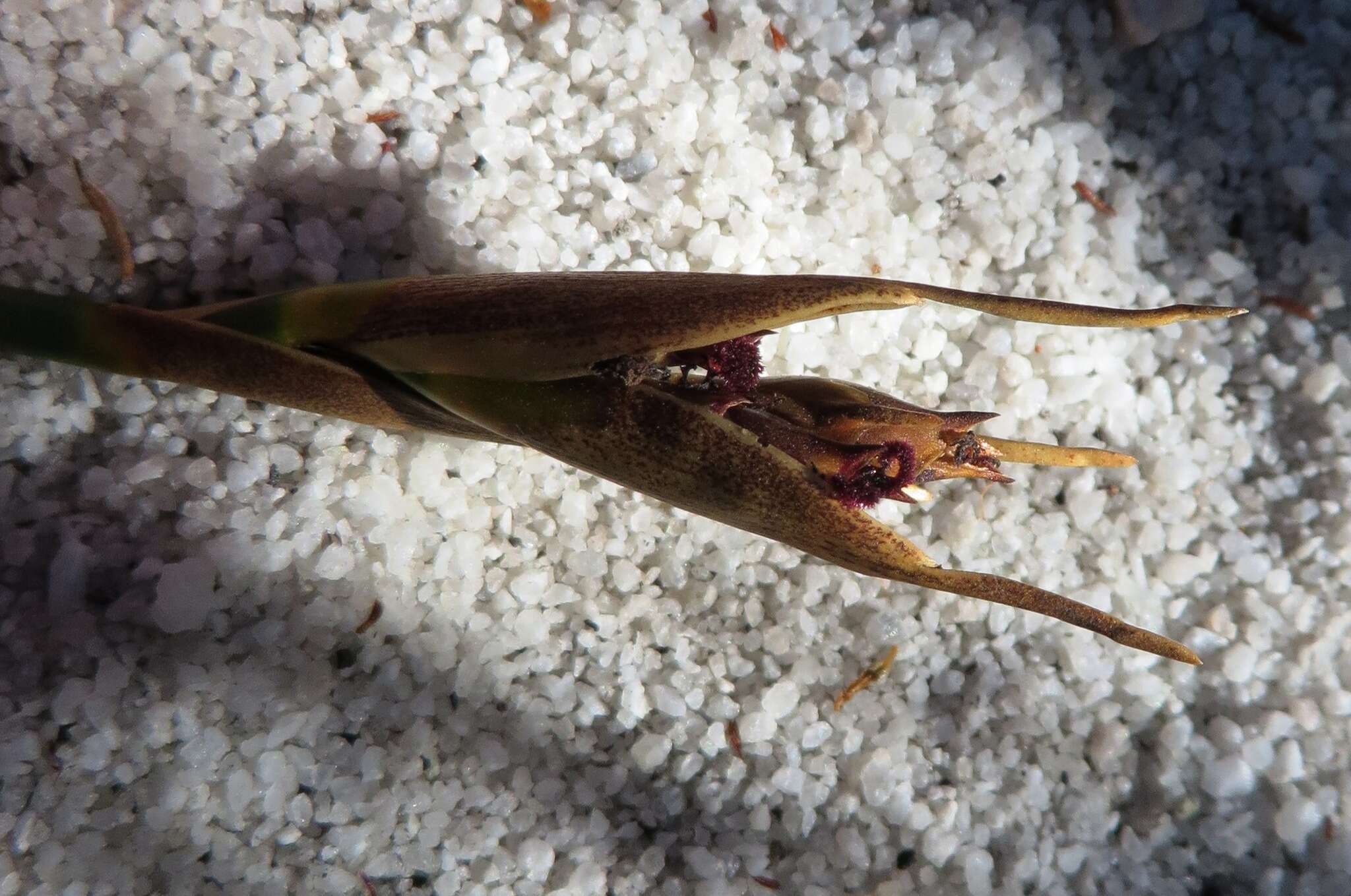 Nevillea obtusissimus (Steud.) H. P. Linder的圖片