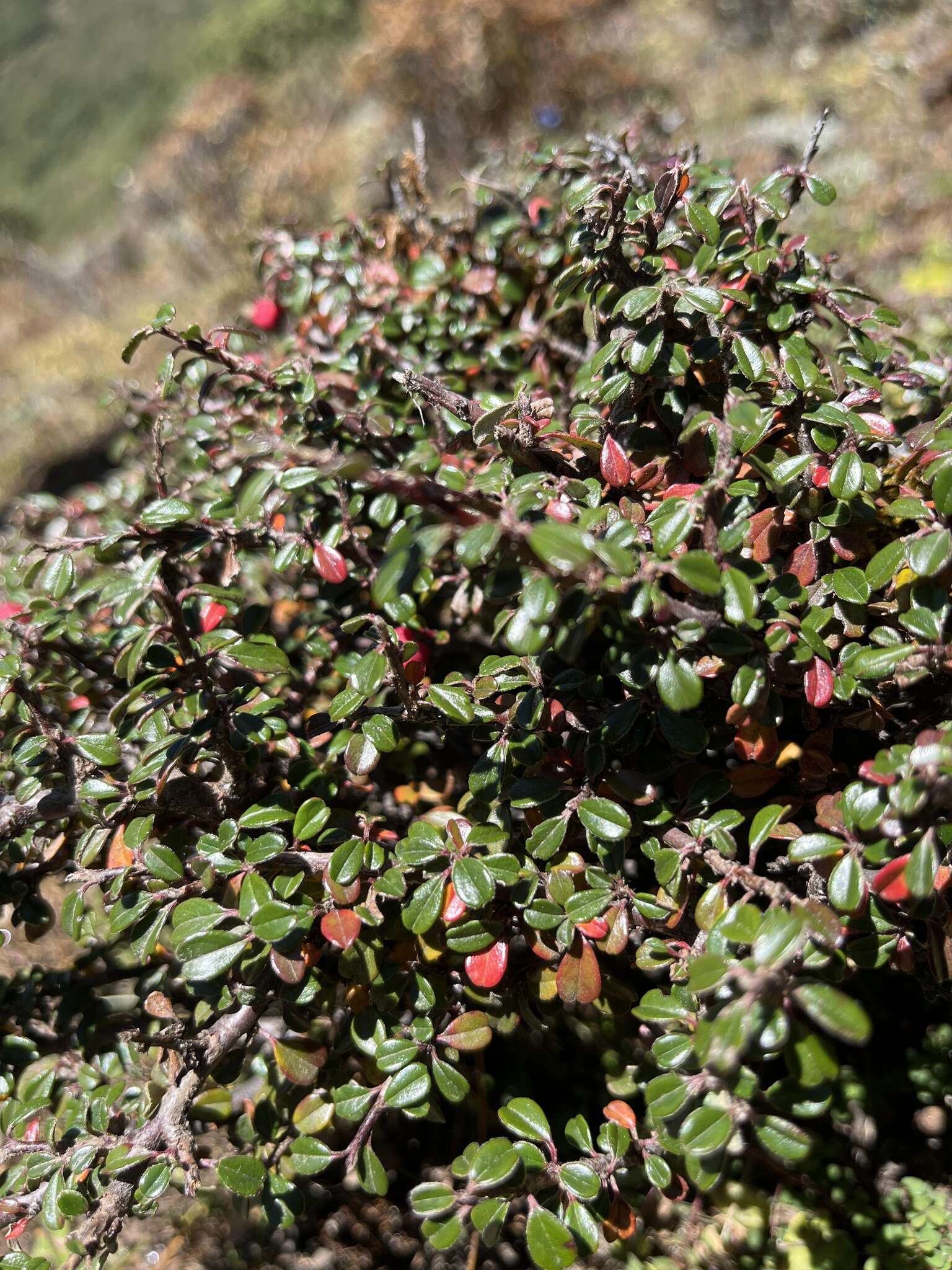 صورة Cotoneaster microphyllus Wall. ex Lindl.