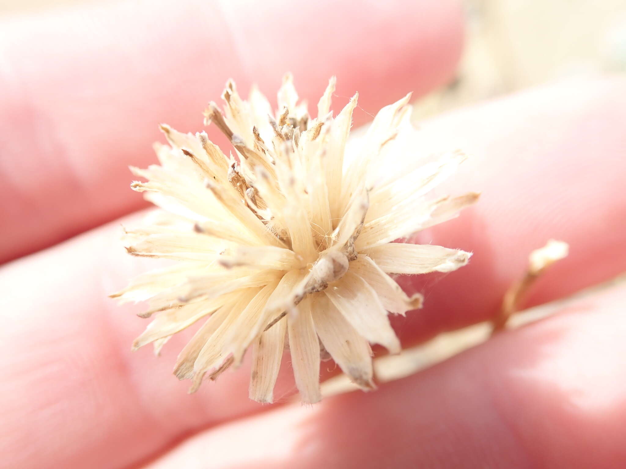 Слика од Helianthus niveus subsp. tephrodes (A. Gray) Heiser