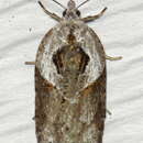 Acleris maculidorsana Clemens 1864的圖片