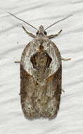 Image of Acleris maculidorsana Clemens 1864