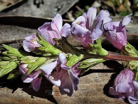 Imagem de Euphrasia collina subsp. paludosa (R. Br.) W. R. Barker