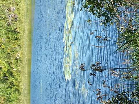 Image of variegated pond lily