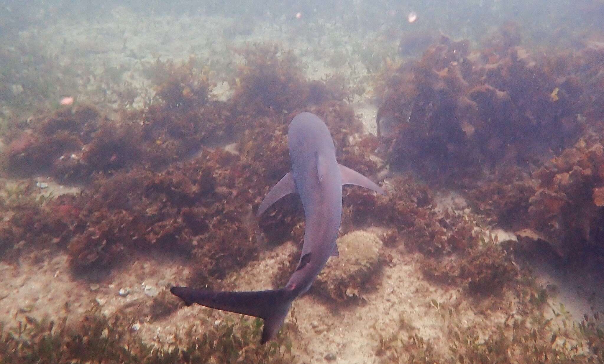 Image of Dusky Shark