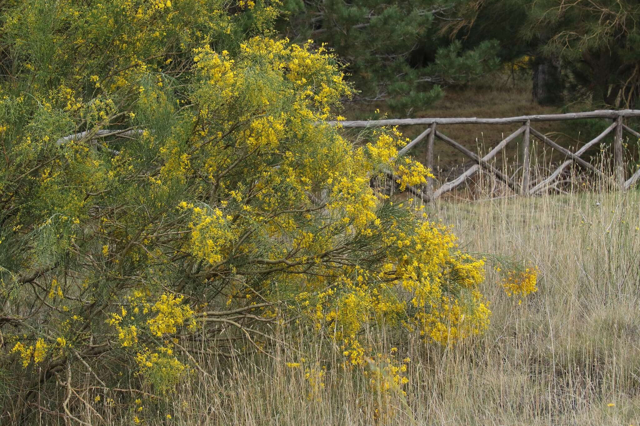 Image of Mt. Etna broom