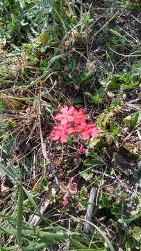 Image de Glandularia peruviana (L.) Small