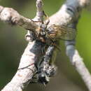 Image of slender-footed robberfly