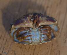 Image of flame box crab