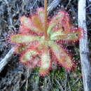 Drosera montana var. tomentosa (St. Hil.) Diels resmi