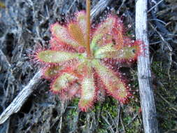 Imagem de Drosera montana var. tomentosa (St. Hil.) Diels