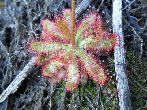 Imagem de Drosera montana var. tomentosa (St. Hil.) Diels