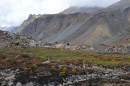 Image of Yellow Marsh Saxifrage