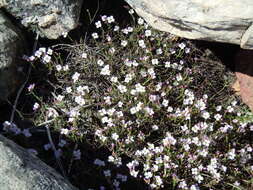 Image de Heliophila cedarbergensis Marais