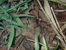 Image of Himalayan Tree Frog