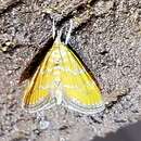 Слика од Xanthophysa psychicalis Hulst