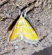 Xanthophysa psychicalis Hulst resmi